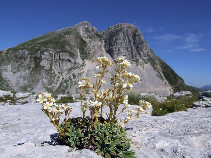 Saxifraga callosa / Sassifraga meridionale